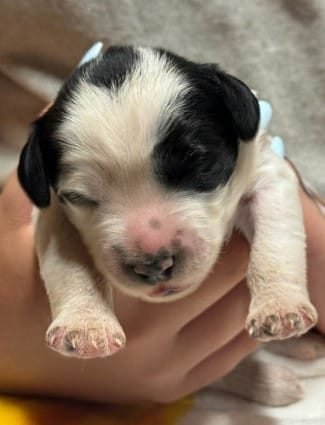 PUPPY 9 PUPPY 9