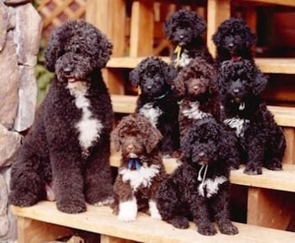 PWD Puppies PWD Puppies