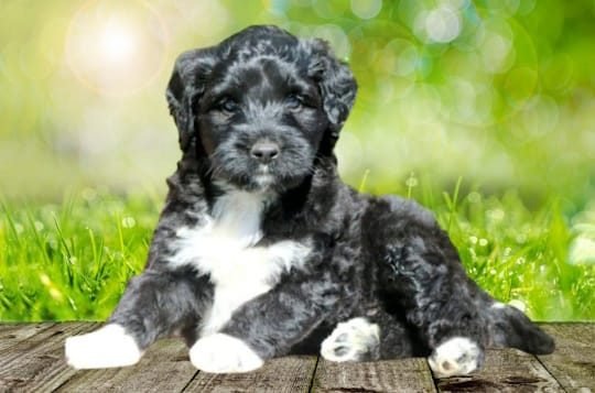PWD Puppy 2 PWD Puppy 2