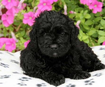 PWD Puppy PWD Puppy