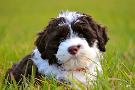 PWD Puppy PWD Puppy