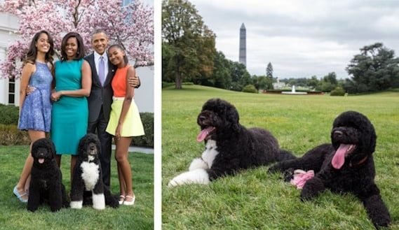 The Obamas, Bo & Sunny The Obamas, Bo & Sunny